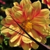 Dahlia hortensis